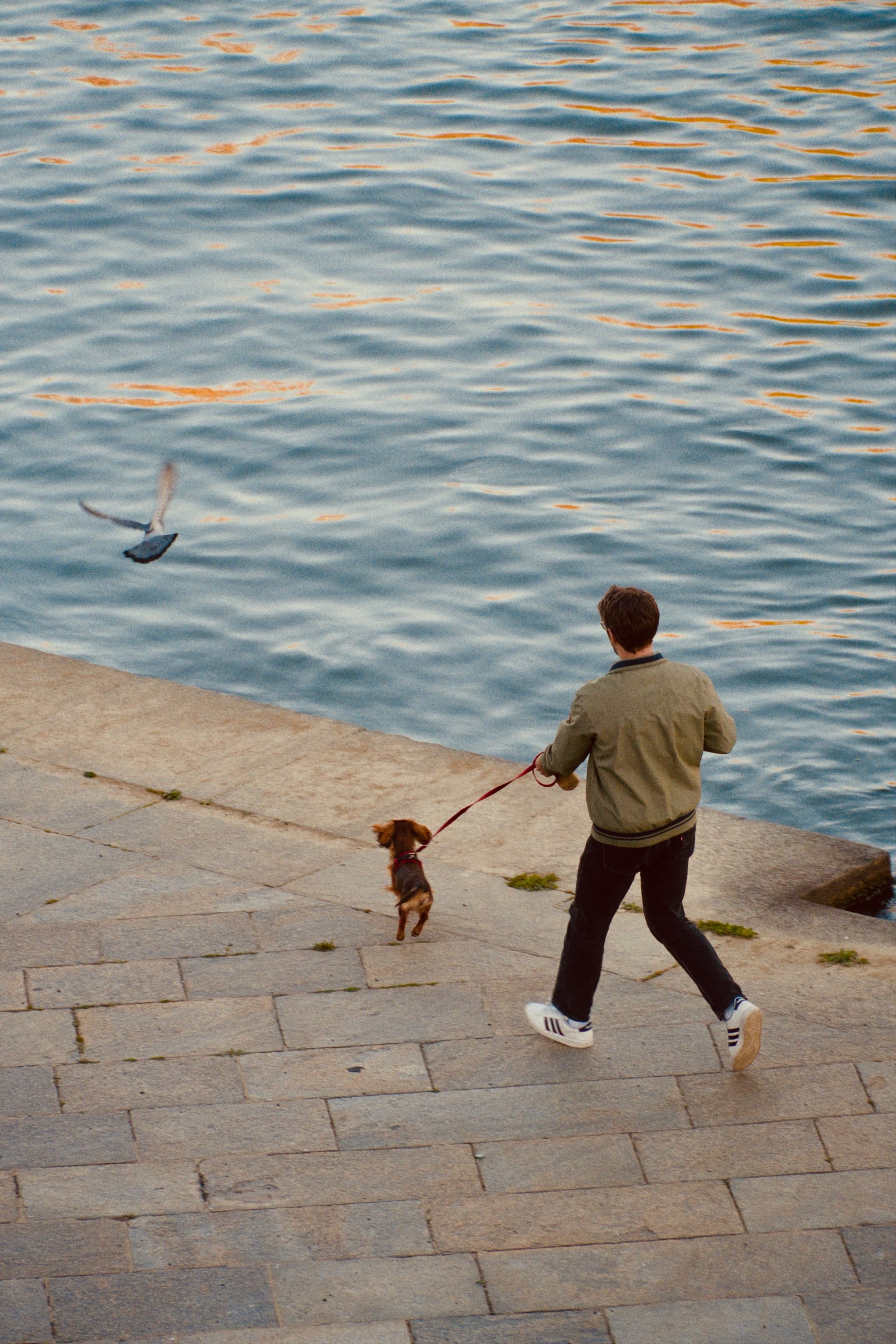 man walking a small dog on a paved waterfront path during golden hour while a bird flies over the blue water