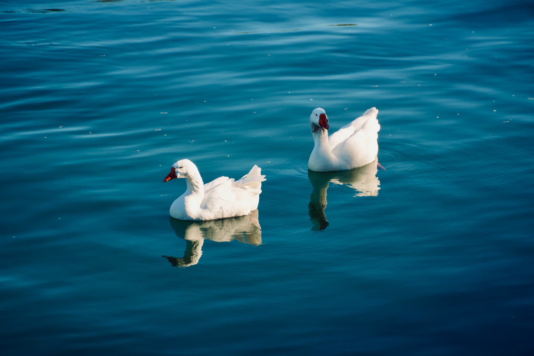 two white ducks swim across calm blue water in bright daylight, creating clear reflections on the surface of the lake