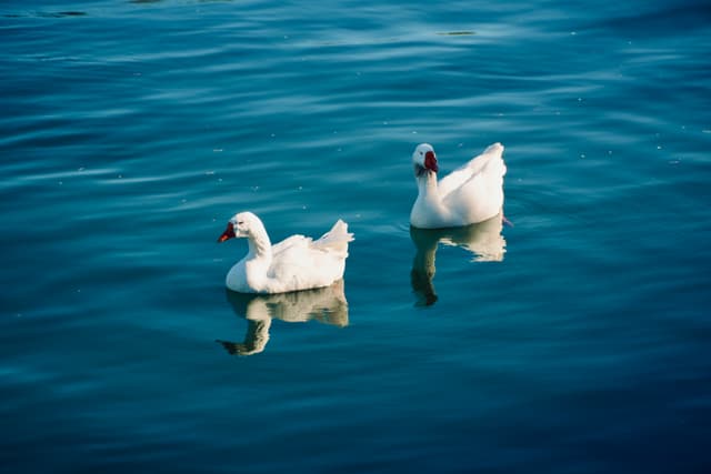 two white ducks swim across calm blue water in bright daylight, creating clear reflections on the surface of the lake
