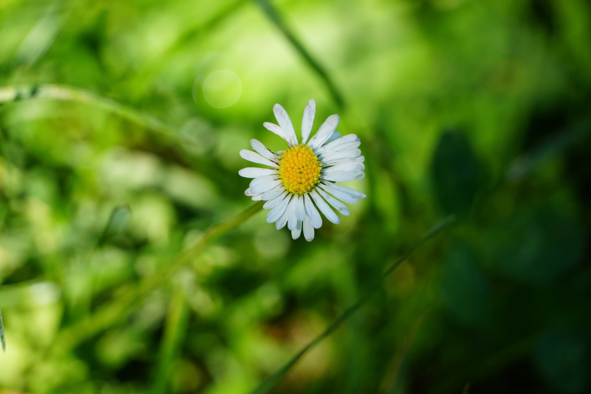 single white daisy with a yellow center grows in a green meadow under bright sunlight, captured with a shallow depth of field