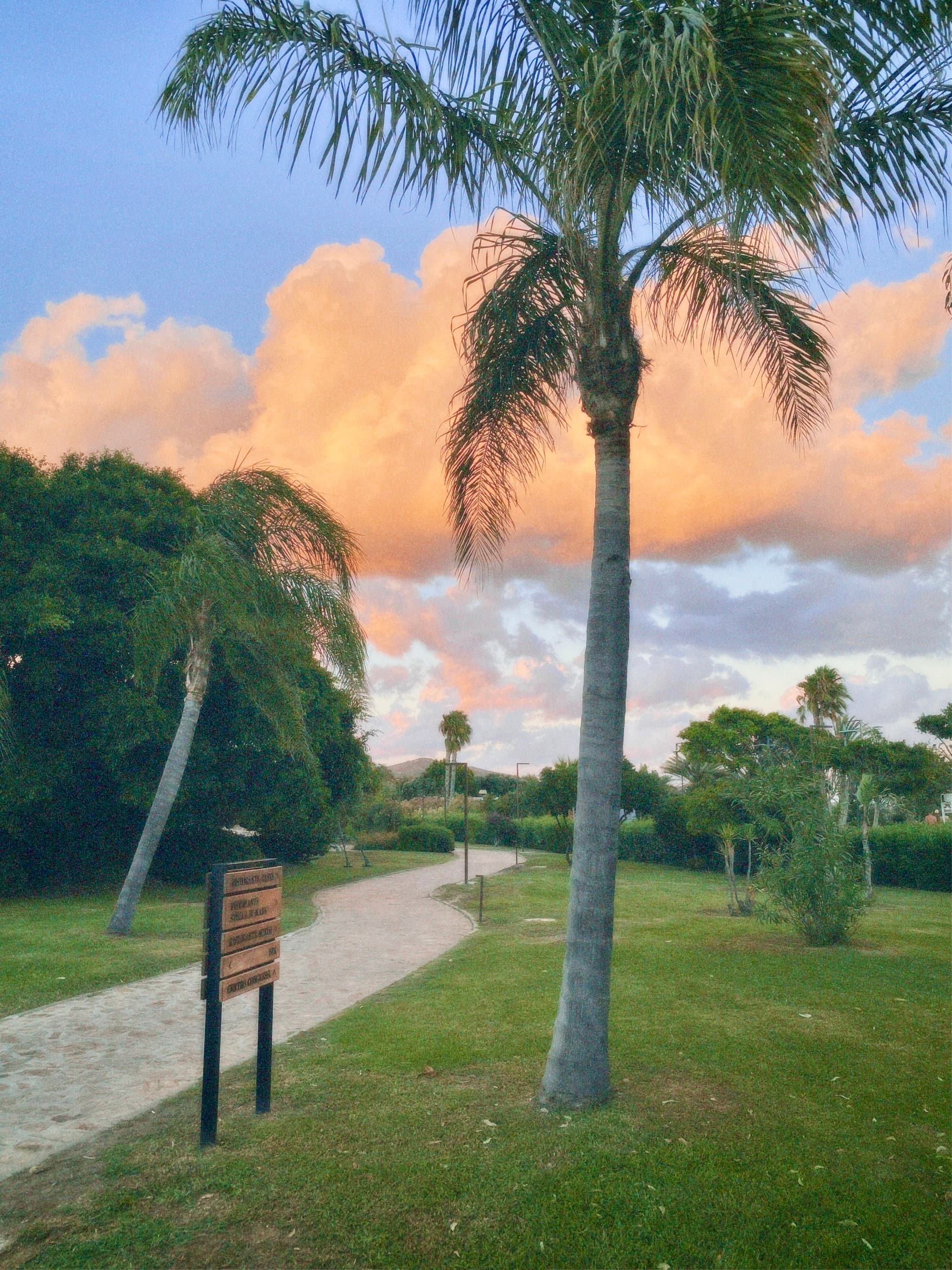 tall palm trees line a sandy path in a green park under pink sunset clouds during the quiet evening hour