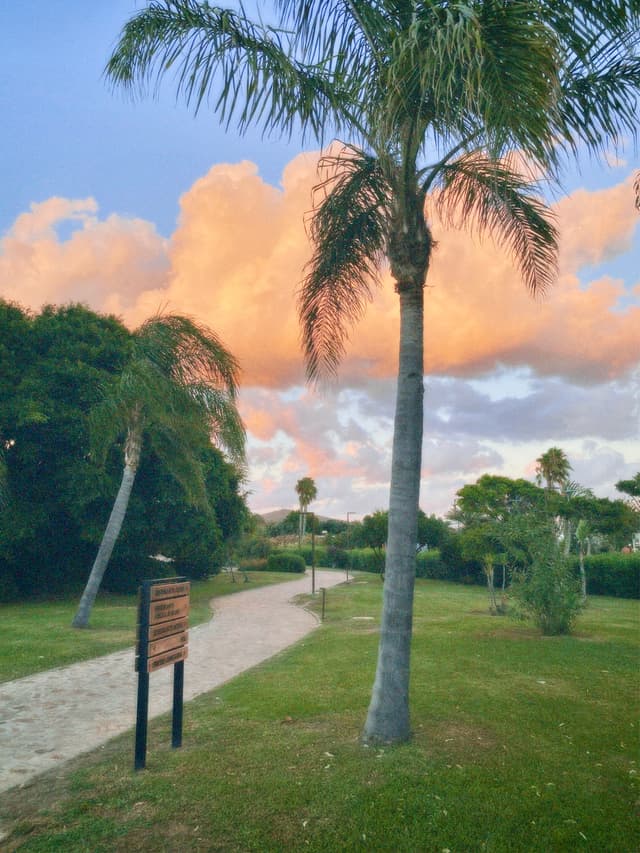 tall palm trees line a sandy path in a green park under pink sunset clouds during the quiet evening hour