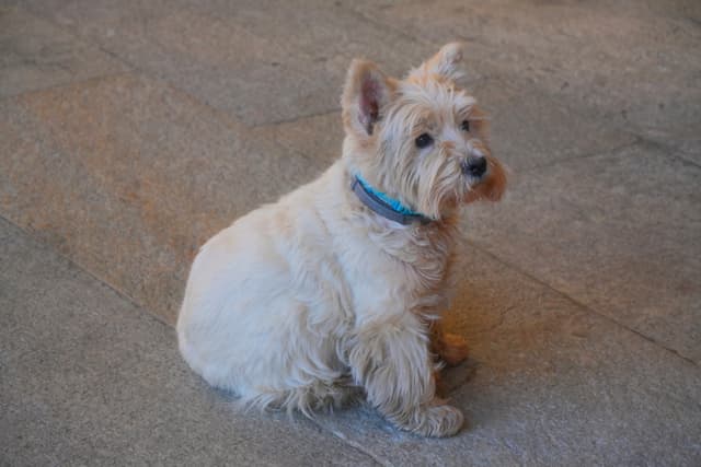 small white cairn terrier sits on a gray stone floor in soft indoor light, wearing a blue collar and looking to the side