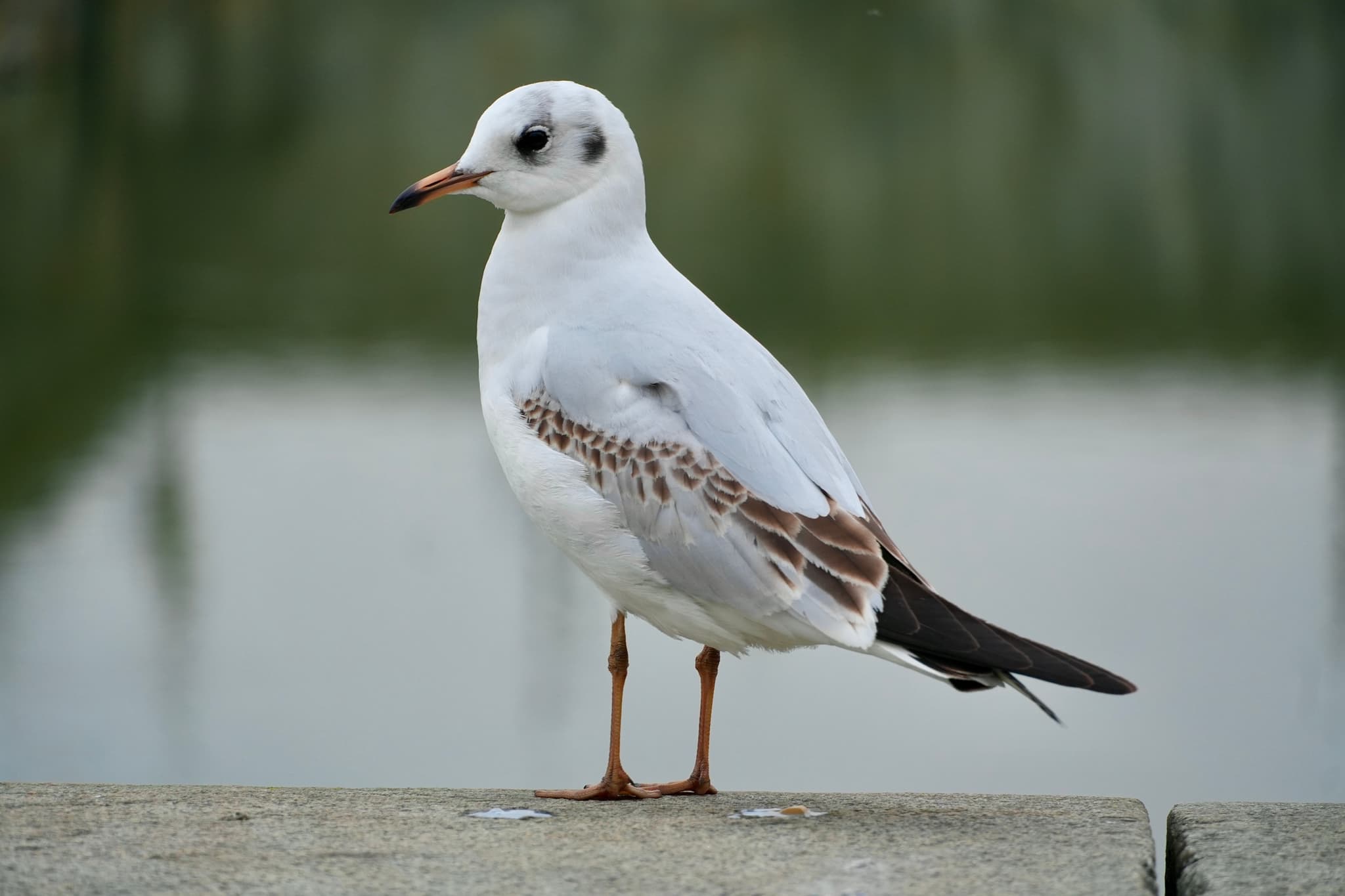 black-headed gull stands on a concrete ledge by the water in flat daylight, showing brown wing patterns and a white body