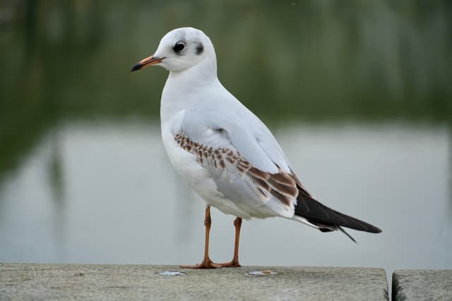 black-headed gull stands on a concrete ledge by the water in flat daylight, showing brown wing patterns and a white body