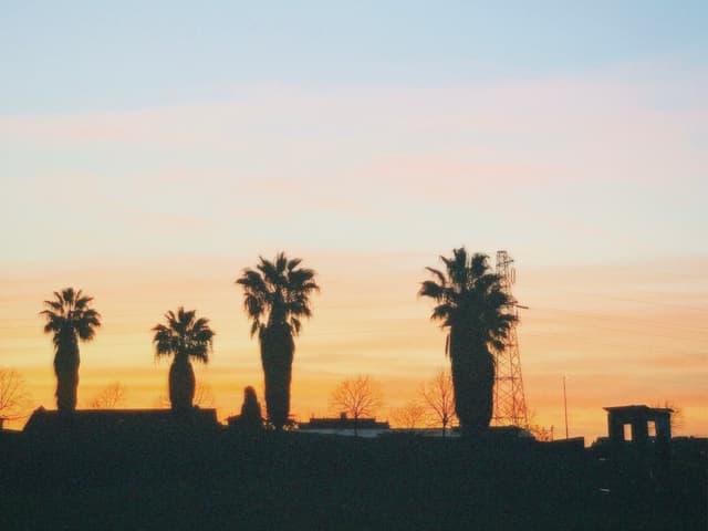 four palm trees stand in silhouette against a pale orange sunset sky with a distant utility tower and low buildings in view