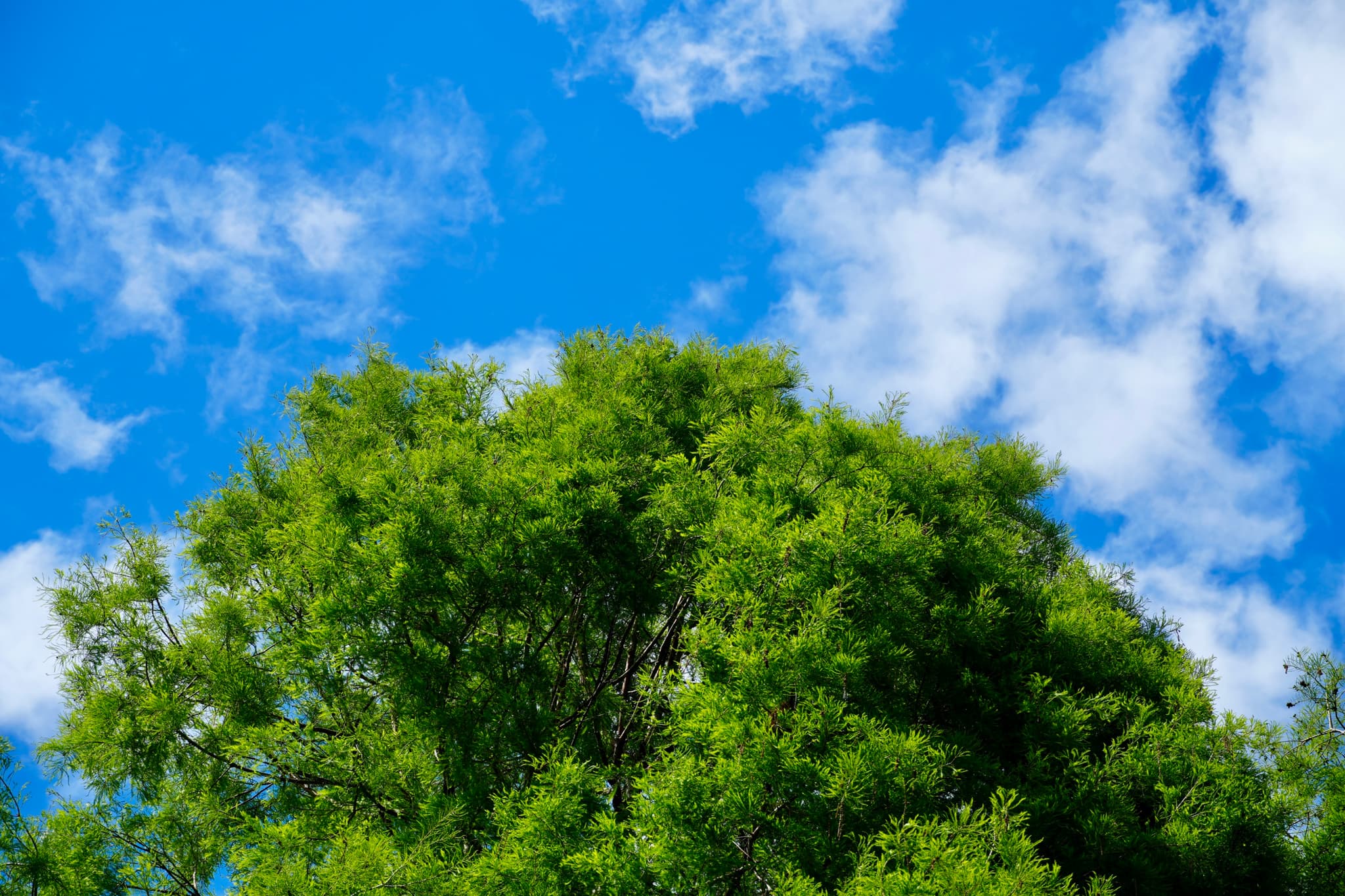 green tree canopy against a bright blue sky with white clouds, captured in clear daylight with a direct upward perspective