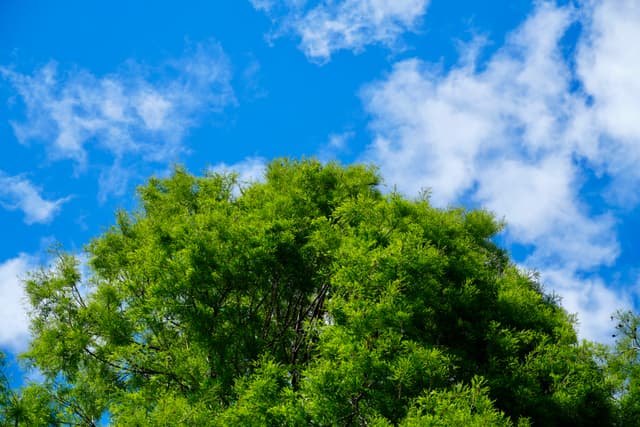 green tree canopy against a bright blue sky with white clouds, captured in clear daylight with a direct upward perspective