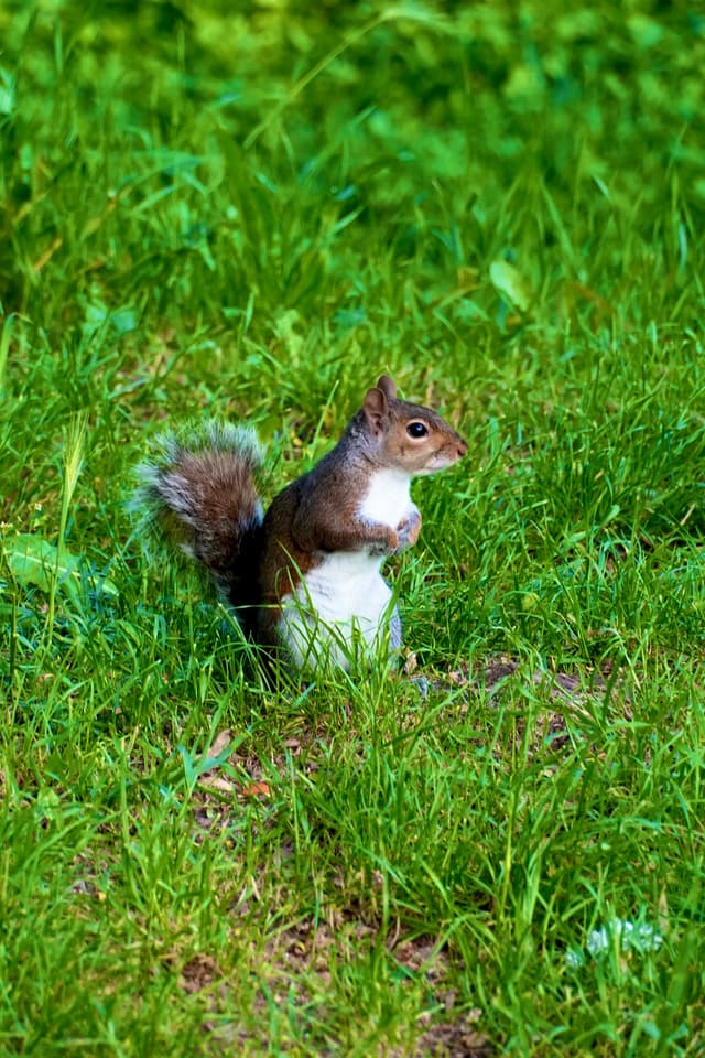 eastern gray squirrel stands upright in bright green grass during daylight, captured in a sharp focus shot of local urban wildlife