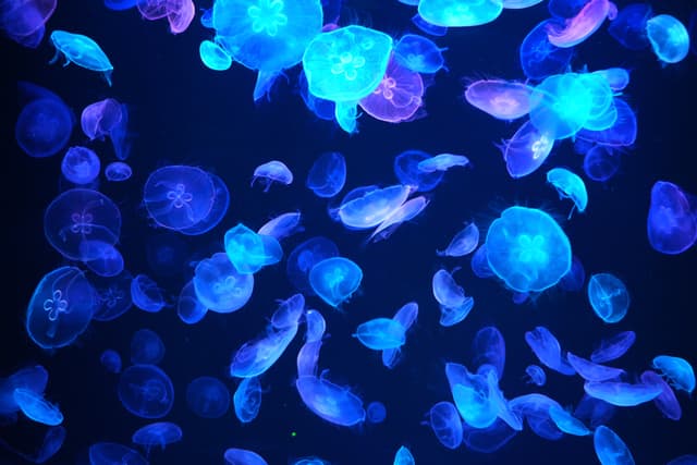 bright blue jellyfish float in dark aquarium water, illuminated by artificial light, creating a high-contrast pattern of translucent marine creatures in motion