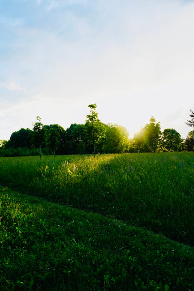 bright sun sets behind green trees bordering a tall grass field during a clear summer evening in the countryside
