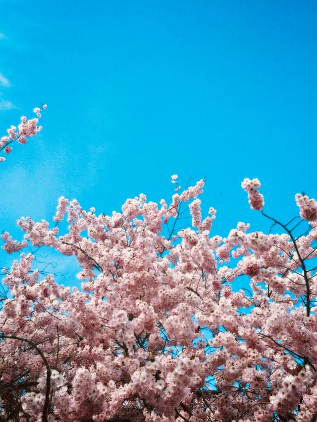 Vibrant pink cherry blossoms bloom under a clear, bright blue spring sky, creating a peaceful, sunny atmosphere filled with natural floral beauty