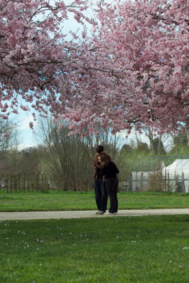 two people walk along a gravel path beneath blooming cherry trees in a public park under soft daylight during early spring