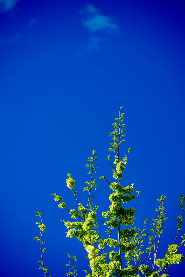 green tree branches with small buds reach toward a clear blue sky under bright sunlight, captured from a low angle perspective
