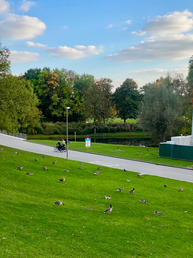geese rest on a green park slope near a paved path where a cyclist rides under late afternoon sunlight and blue skies