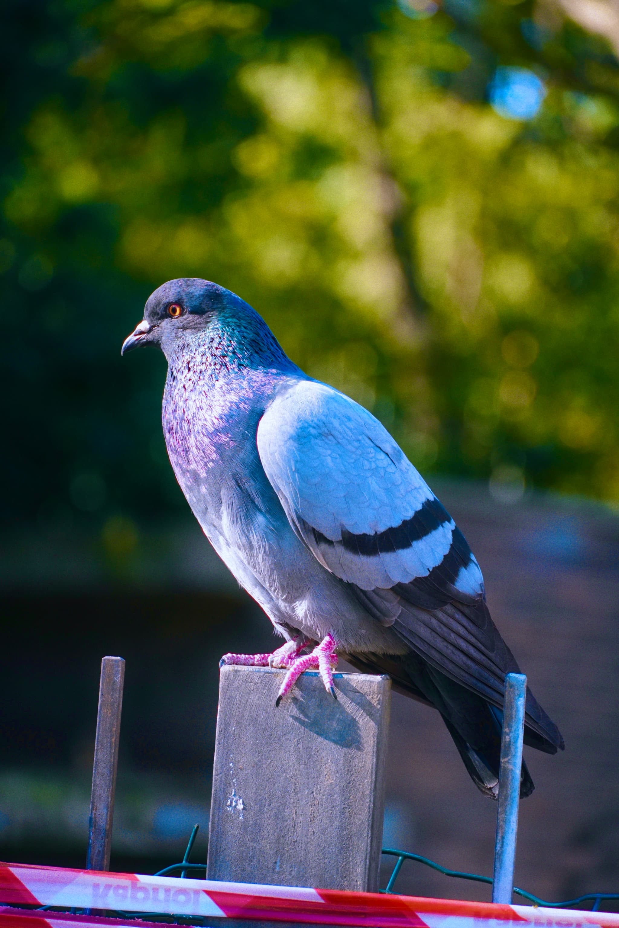 rock pigeon perched on a wooden post against a blurred green background with natural daylight highlighting iridescent neck feathers and grey wings