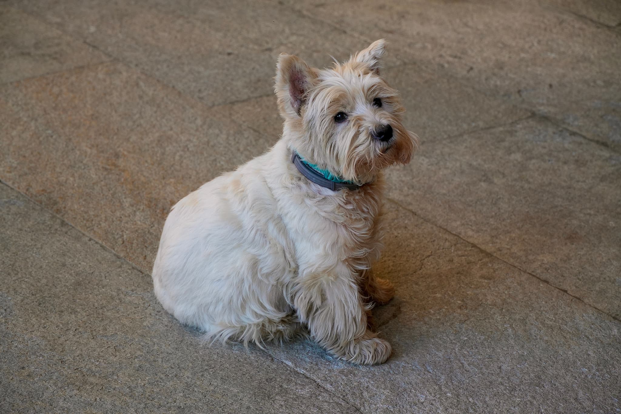 white west highland terrier sits on gray stone floor under soft indoor light, wearing a blue collar and looking toward the camera