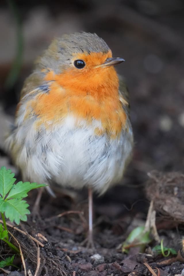 european robin stands on dark soil in soft daylight, showing orange chest feathers and grey plumage in a quiet garden setting