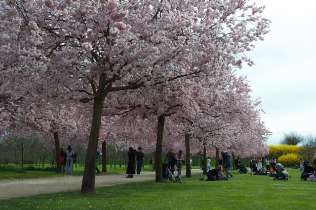 people walk and sit under blooming cherry trees in a park on an overcast spring day with green grass and yellow bushes