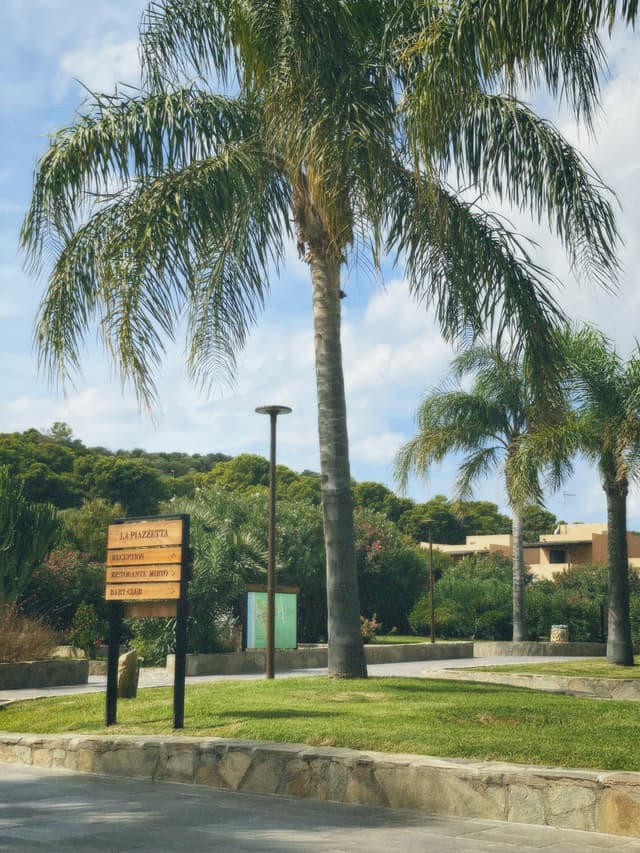 tall palm trees stand in a sunny park with a wooden signpost, green grass, and stone borders under a clear blue sky