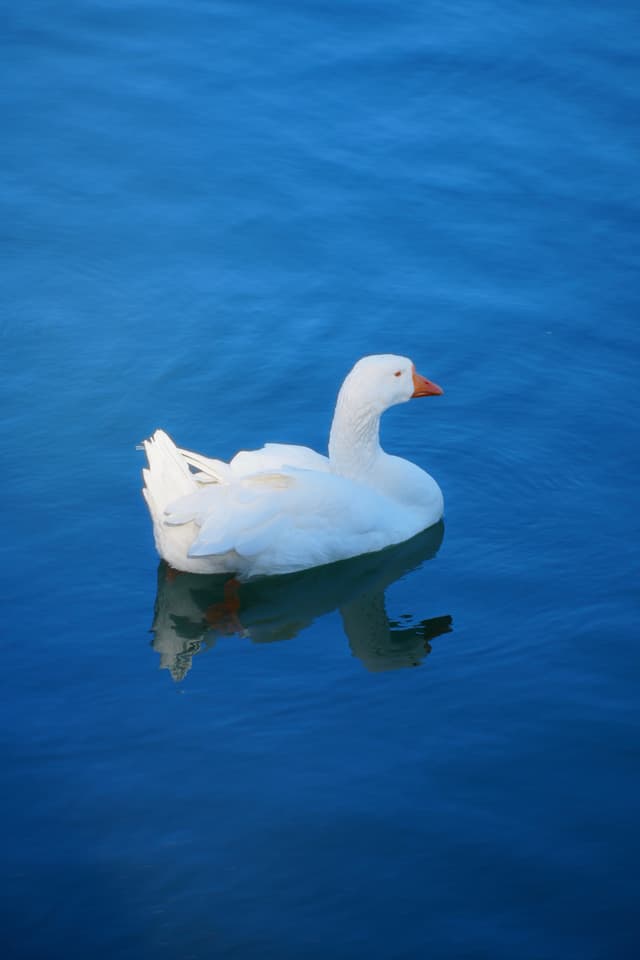 white goose swimming on calm blue water with a clear reflection under bright daylight in a quiet park setting