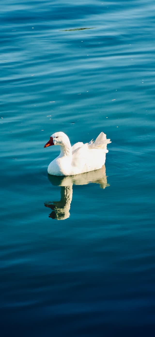 white goose swims on blue water during daylight, creating a clear reflection on the calm surface of the lake in summer