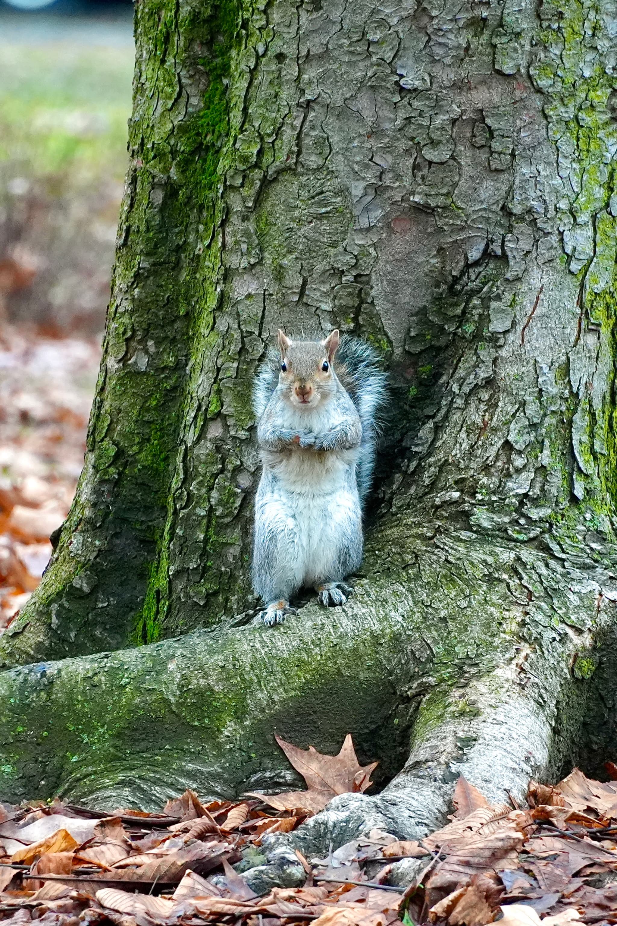 A curious grey squirrel stands upright against a mossy tree trunk in a park, captured in soft natural light during autumn