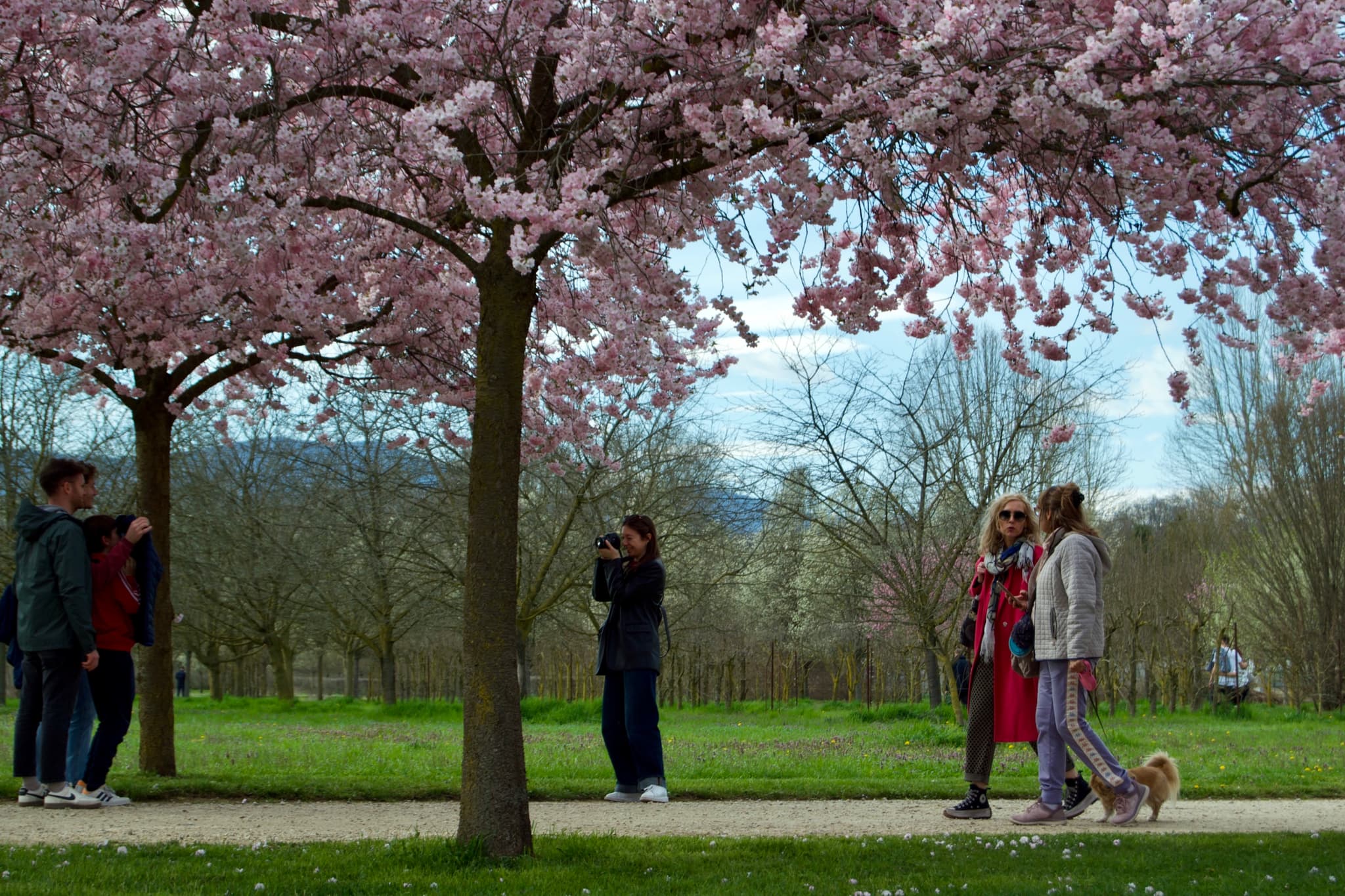 people walk along a gravel path beneath blooming cherry trees in a public park under overcast daylight during the spring season