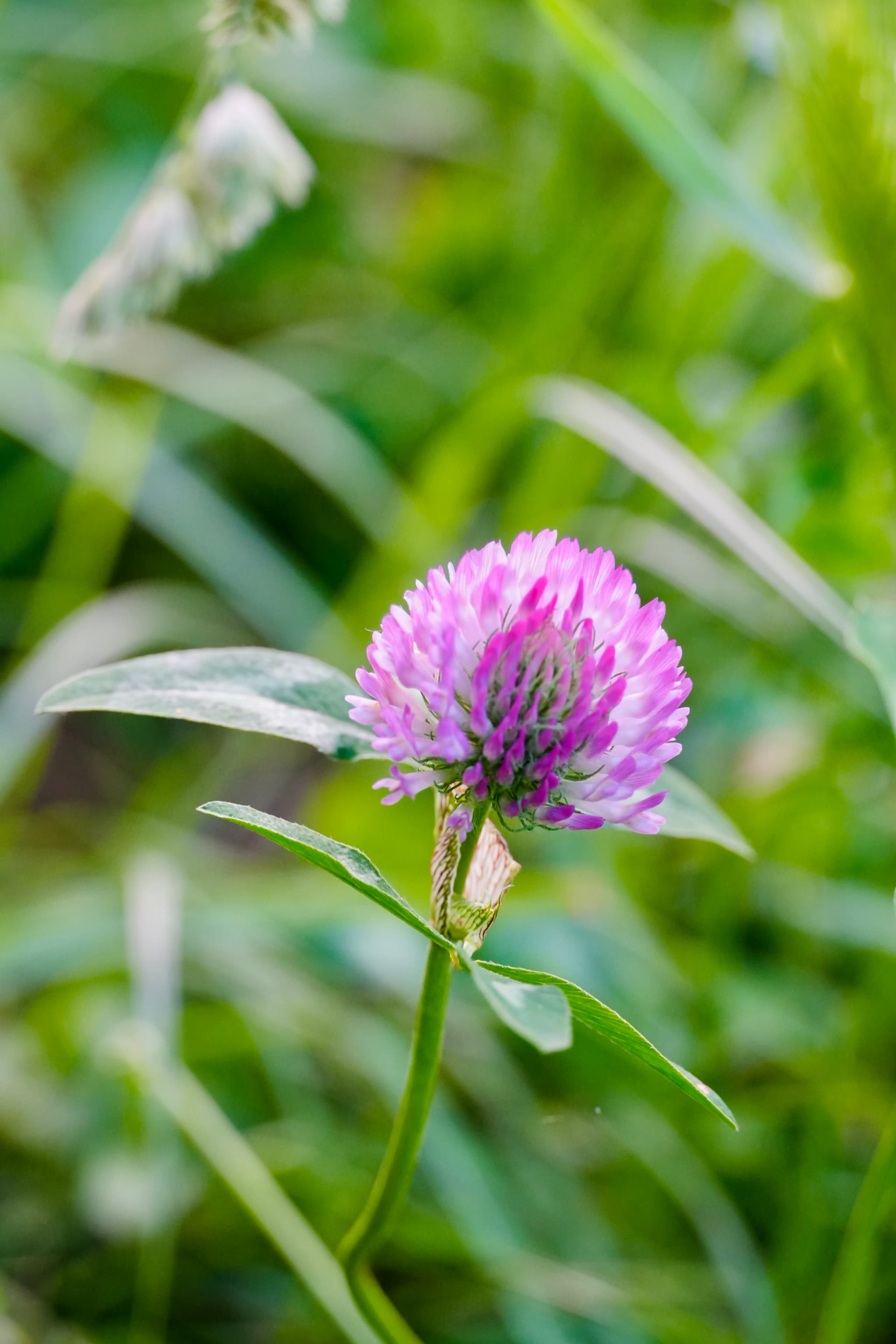 single purple clover flower grows in a green meadow under soft daylight with a blurred background and sharp focus on petals