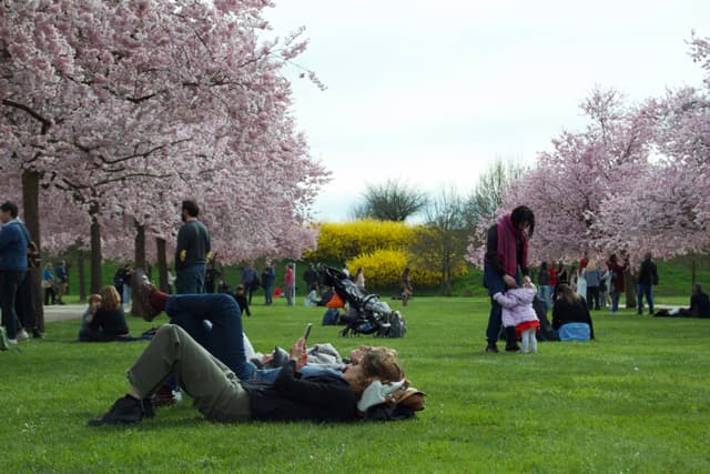 people relax on green grass under blooming cherry trees in a public park during a bright spring afternoon with overcast sky
