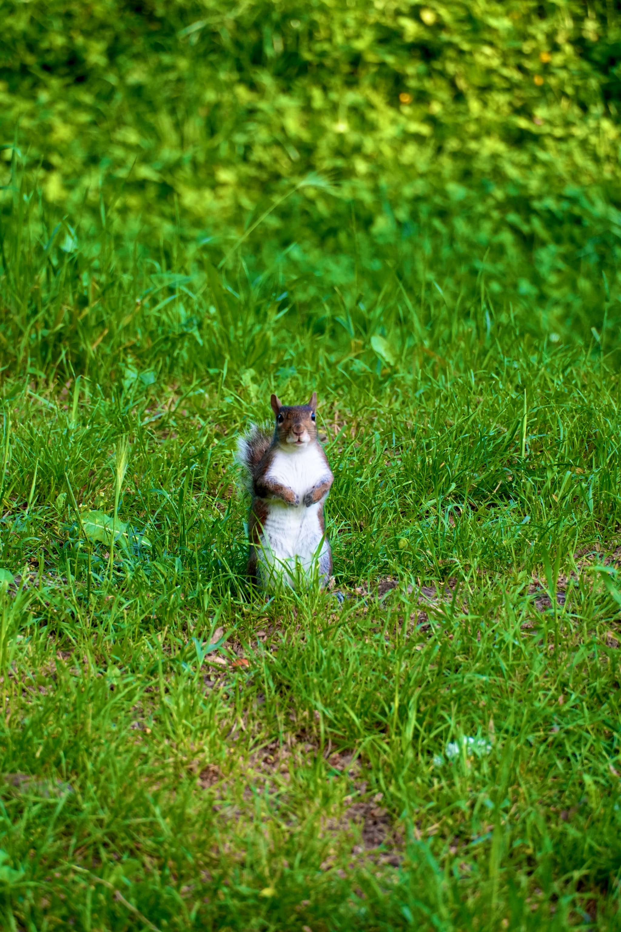 a brown squirrel stands upright in green grass under bright sunlight, captured in a clear shot during a quiet afternoon in the park