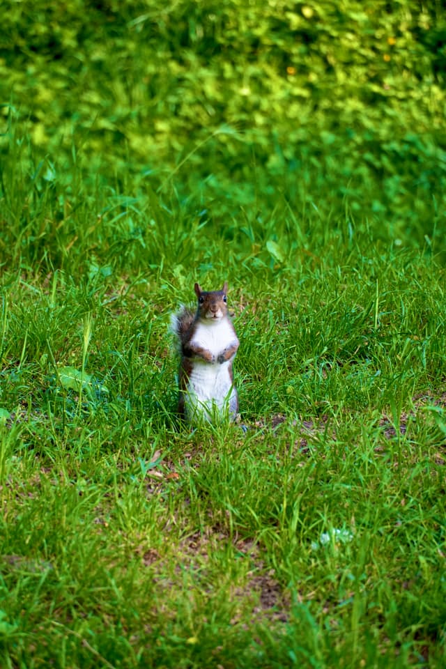 a brown squirrel stands upright in green grass under bright sunlight, captured in a clear shot during a quiet afternoon in the park