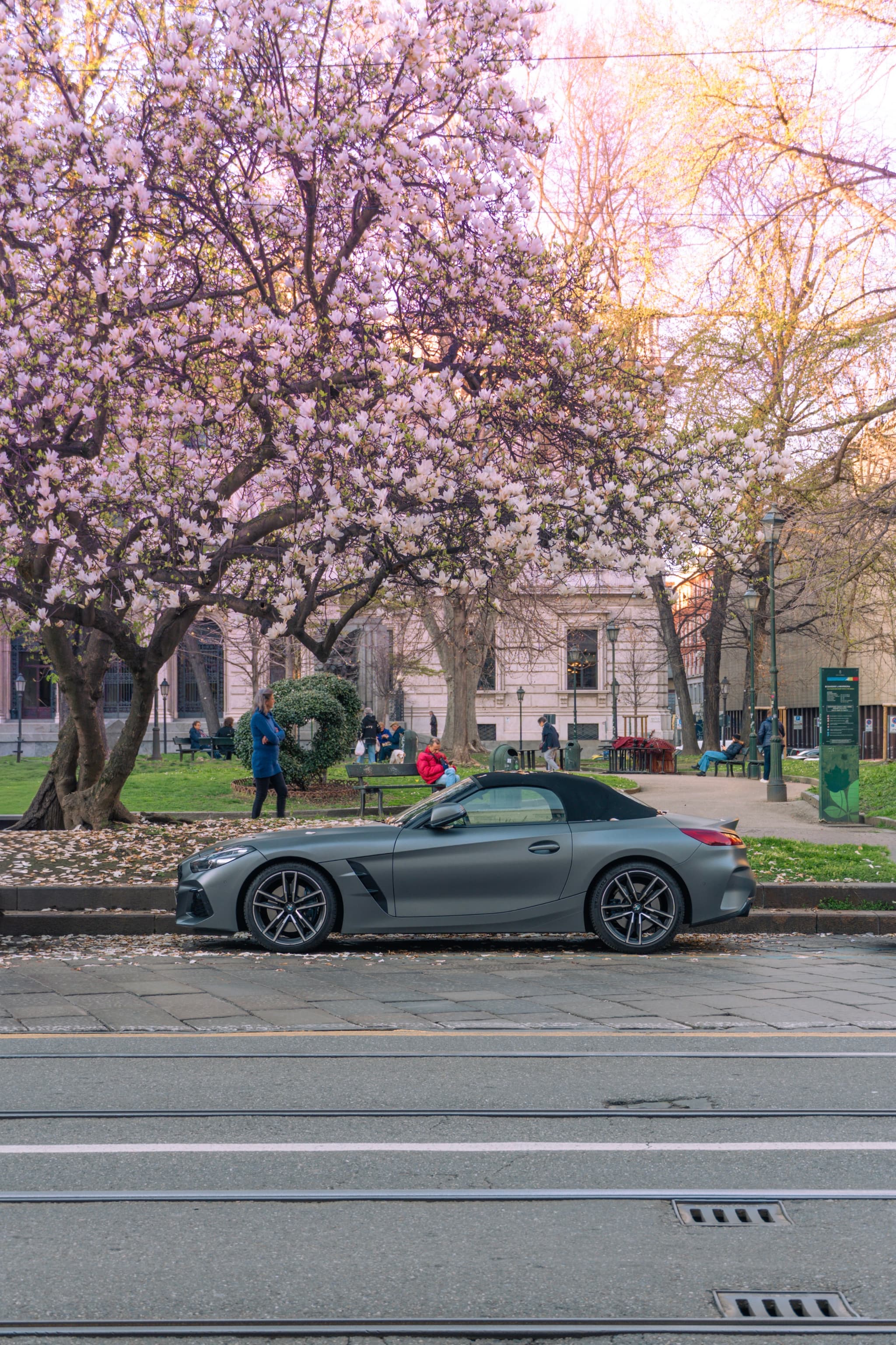 grey convertible parked on a city street beside a blooming magnolia tree during golden hour with pedestrians in a public park