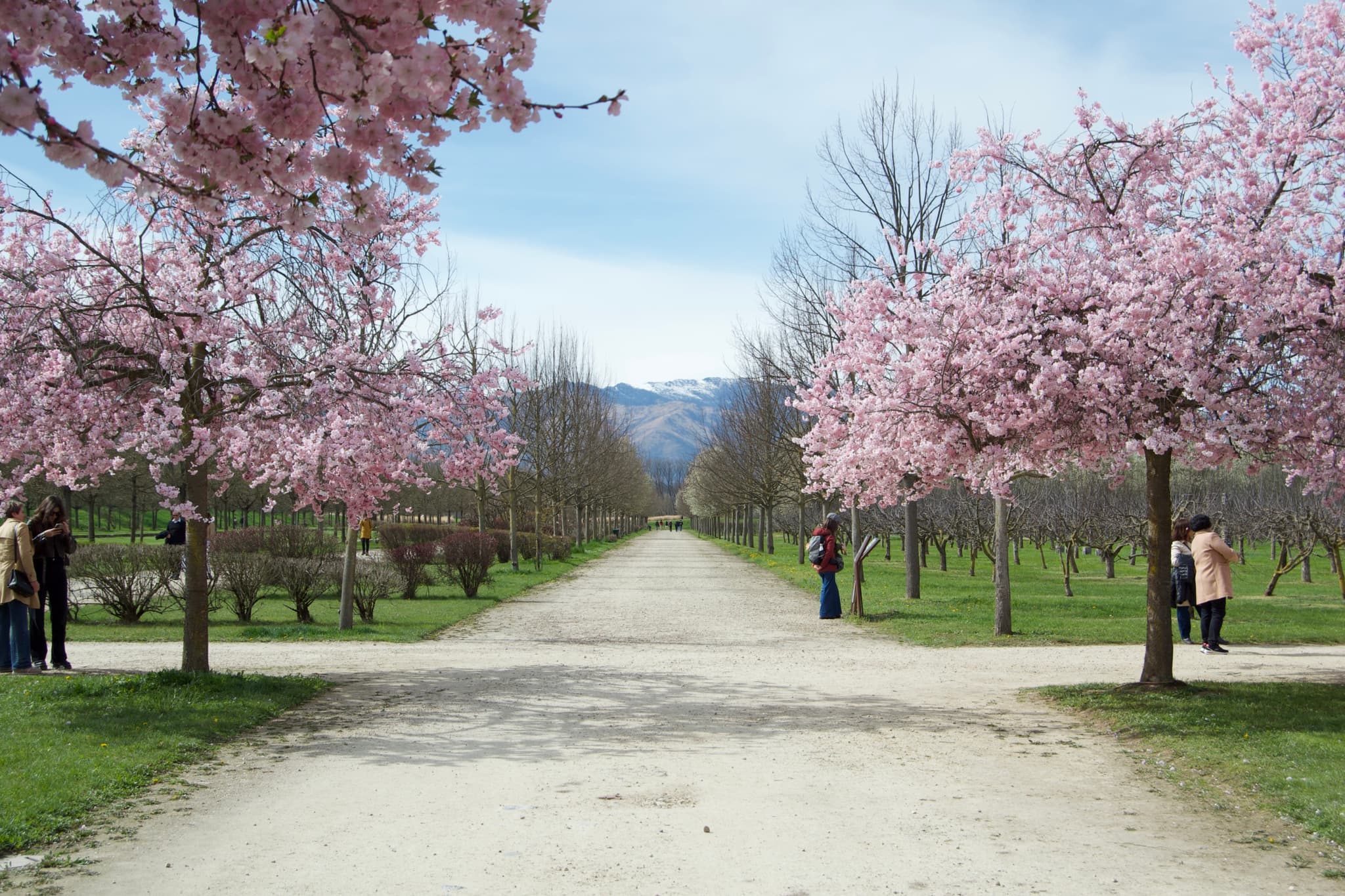 pink cherry blossoms line a gravel path in a park under bright daylight with distant mountains visible in the clear blue background